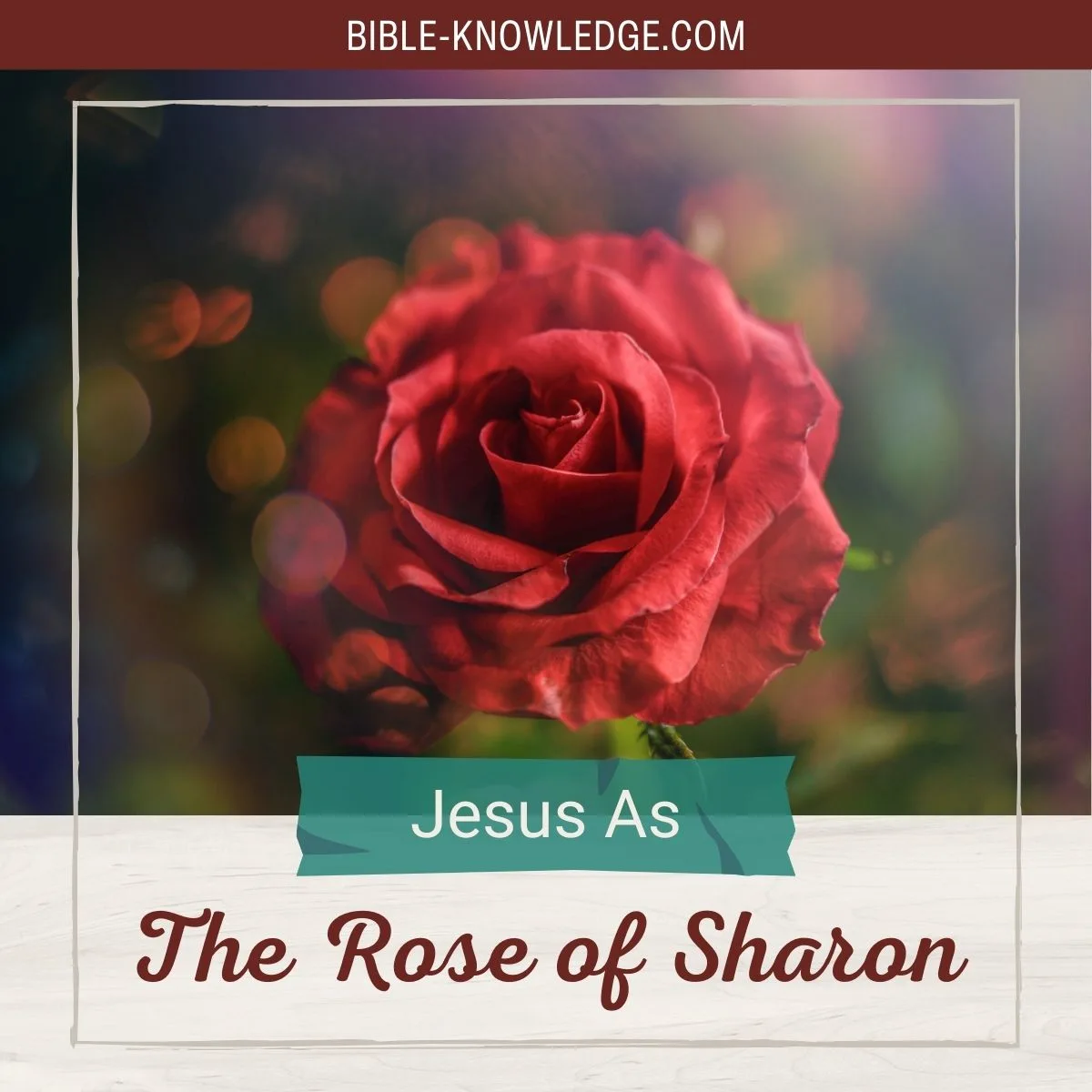 Jesus As The Rose Of Sharon