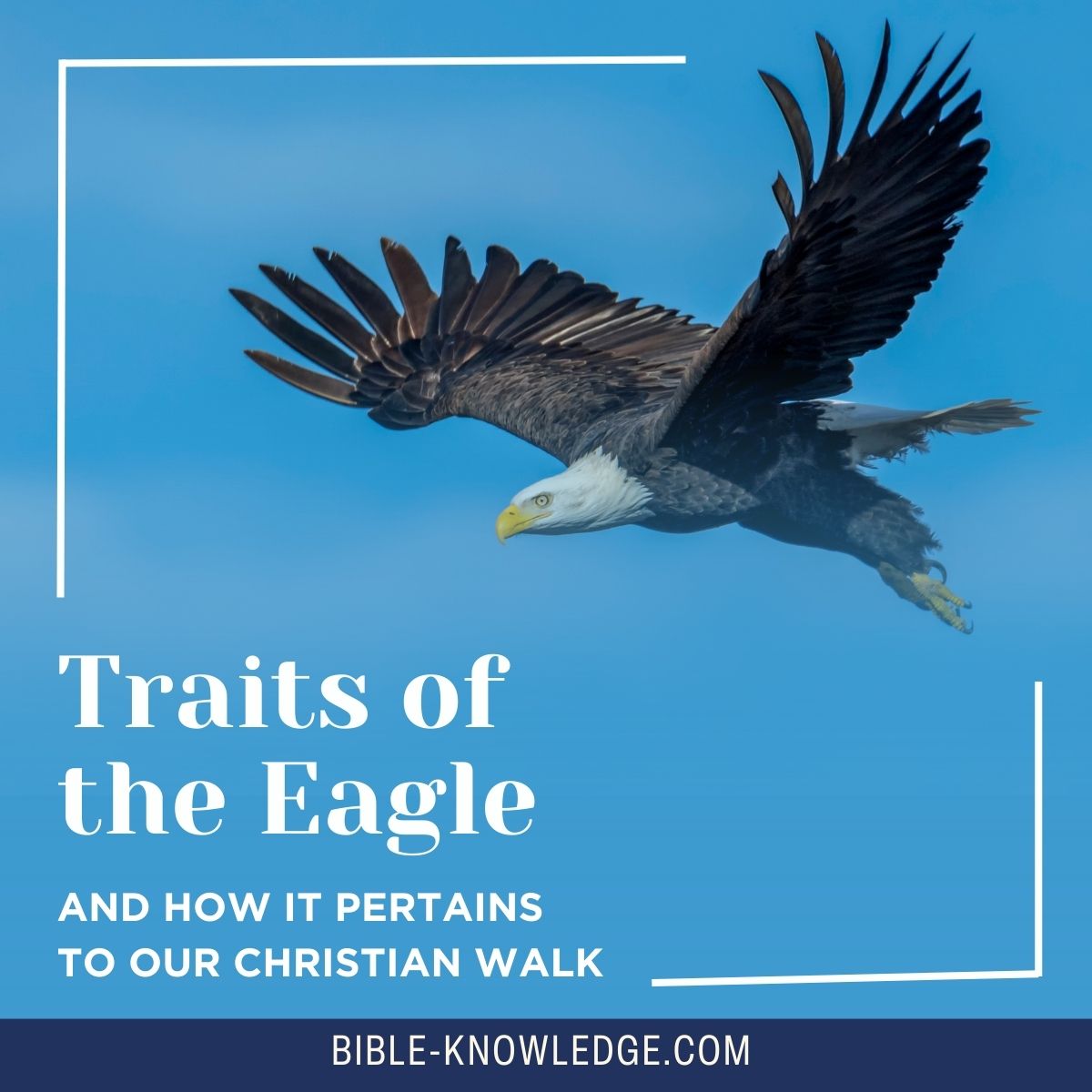 Traits of the Eagle and How It Pertains To Our Christian Walk