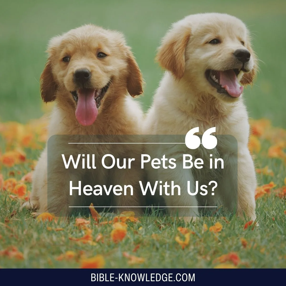 Will Our Pets Be in Heaven With Us